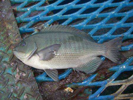 オリジナルメーカー海づり公園(市原市海づり施設) 釣果
