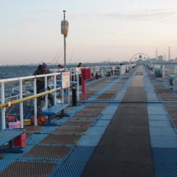 オリジナルメーカー海づり公園(市原市海づり施設) 釣果