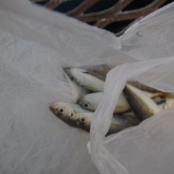 オリジナルメーカー海づり公園(市原市海づり施設) 釣果