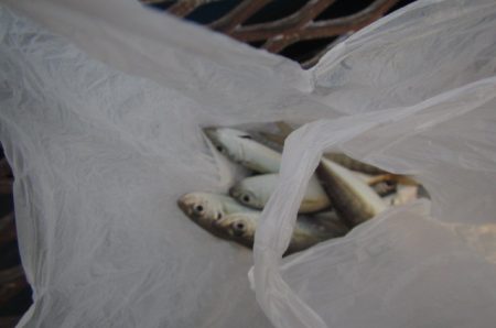 オリジナルメーカー海づり公園(市原市海づり施設) 釣果