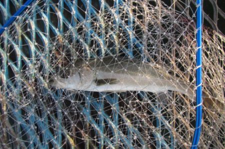 オリジナルメーカー海づり公園(市原市海づり施設) 釣果