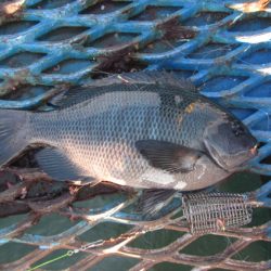 オリジナルメーカー海づり公園(市原市海づり施設) 釣果