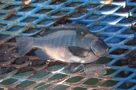 オリジナルメーカー海づり公園(市原市海づり施設) 釣果