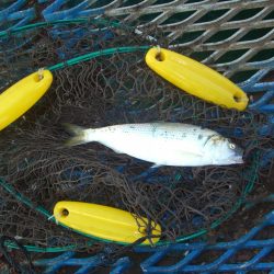 オリジナルメーカー海づり公園(市原市海づり施設) 釣果