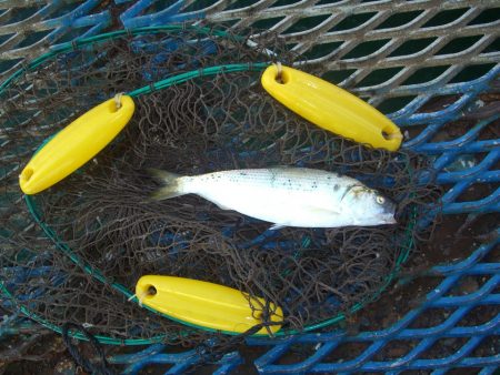 オリジナルメーカー海づり公園(市原市海づり施設) 釣果