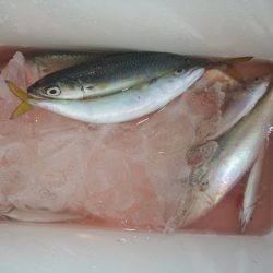 オリジナルメーカー海づり公園(市原市海づり施設) 釣果