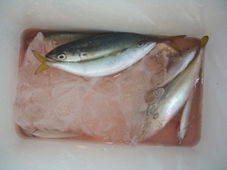 オリジナルメーカー海づり公園(市原市海づり施設) 釣果