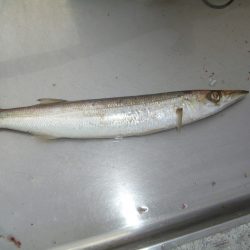 オリジナルメーカー海づり公園(市原市海づり施設) 釣果