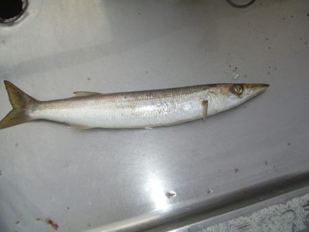 オリジナルメーカー海づり公園(市原市海づり施設) 釣果