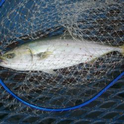 オリジナルメーカー海づり公園(市原市海づり施設) 釣果