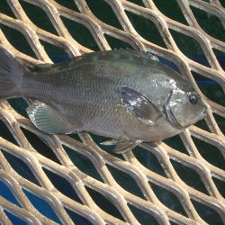 オリジナルメーカー海づり公園(市原市海づり施設) 釣果