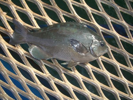 オリジナルメーカー海づり公園(市原市海づり施設) 釣果