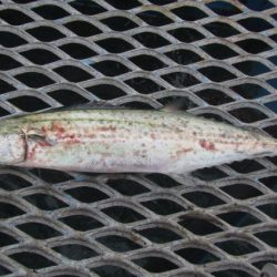 オリジナルメーカー海づり公園(市原市海づり施設) 釣果