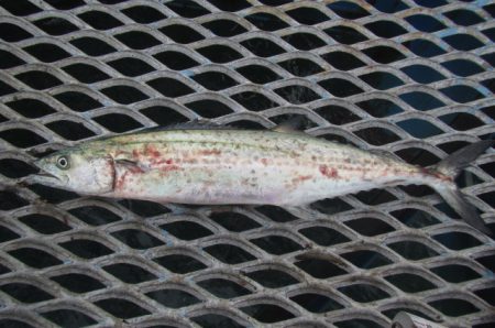 オリジナルメーカー海づり公園(市原市海づり施設) 釣果