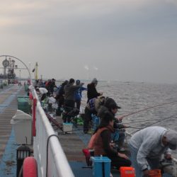オリジナルメーカー海づり公園(市原市海づり施設) 釣果
