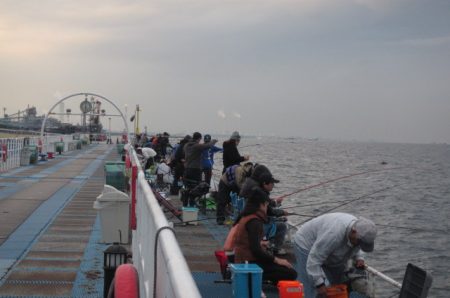 オリジナルメーカー海づり公園(市原市海づり施設) 釣果