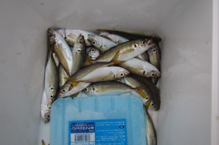 オリジナルメーカー海づり公園(市原市海づり施設) 釣果