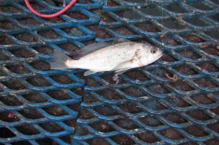 オリジナルメーカー海づり公園(市原市海づり施設) 釣果