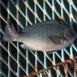 オリジナルメーカー海づり公園(市原市海づり施設) 釣果