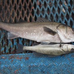 オリジナルメーカー海づり公園(市原市海づり施設) 釣果