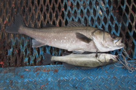 オリジナルメーカー海づり公園(市原市海づり施設) 釣果