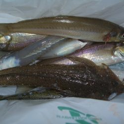 オリジナルメーカー海づり公園(市原市海づり施設) 釣果