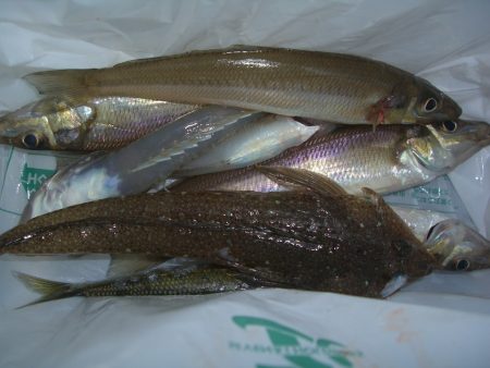 オリジナルメーカー海づり公園(市原市海づり施設) 釣果