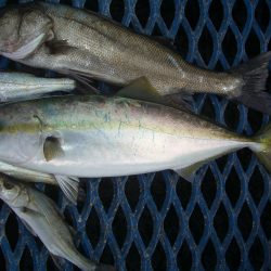 オリジナルメーカー海づり公園(市原市海づり施設) 釣果