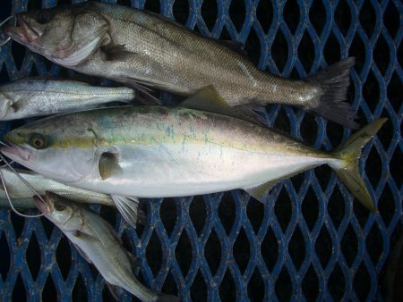 オリジナルメーカー海づり公園(市原市海づり施設) 釣果