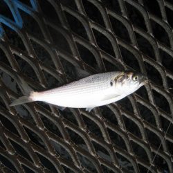 オリジナルメーカー海づり公園(市原市海づり施設) 釣果