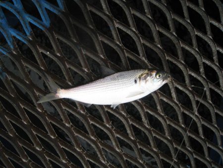 オリジナルメーカー海づり公園(市原市海づり施設) 釣果