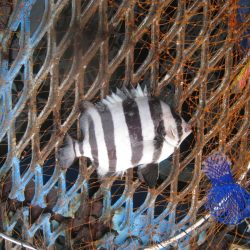 オリジナルメーカー海づり公園(市原市海づり施設) 釣果