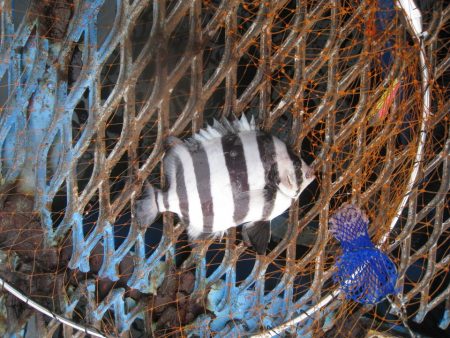 オリジナルメーカー海づり公園(市原市海づり施設) 釣果