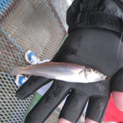 オリジナルメーカー海づり公園(市原市海づり施設) 釣果