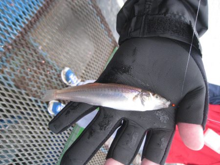 オリジナルメーカー海づり公園(市原市海づり施設) 釣果