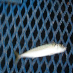 オリジナルメーカー海づり公園(市原市海づり施設) 釣果