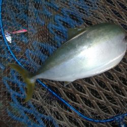 オリジナルメーカー海づり公園(市原市海づり施設) 釣果