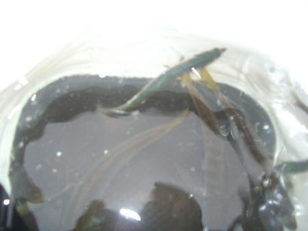 オリジナルメーカー海づり公園(市原市海づり施設) 釣果