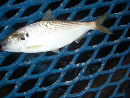 オリジナルメーカー海づり公園(市原市海づり施設) 釣果