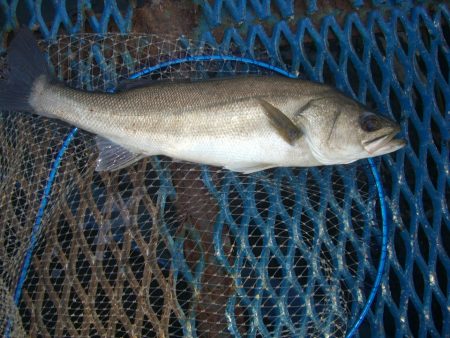 オリジナルメーカー海づり公園(市原市海づり施設) 釣果