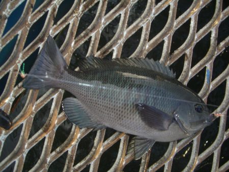 オリジナルメーカー海づり公園(市原市海づり施設) 釣果