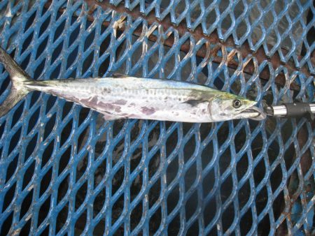 オリジナルメーカー海づり公園(市原市海づり施設) 釣果