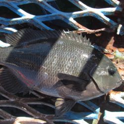 オリジナルメーカー海づり公園(市原市海づり施設) 釣果