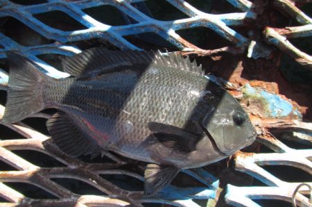 オリジナルメーカー海づり公園(市原市海づり施設) 釣果