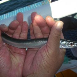 オリジナルメーカー海づり公園(市原市海づり施設) 釣果