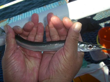 オリジナルメーカー海づり公園(市原市海づり施設) 釣果