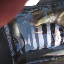 オリジナルメーカー海づり公園(市原市海づり施設) 釣果