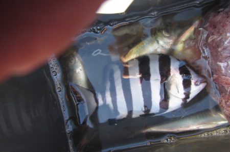 オリジナルメーカー海づり公園(市原市海づり施設) 釣果