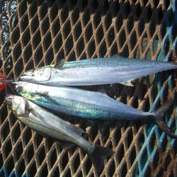 オリジナルメーカー海づり公園(市原市海づり施設) 釣果