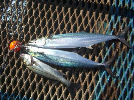 オリジナルメーカー海づり公園(市原市海づり施設) 釣果